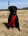 vader wins 2nd at four states trial